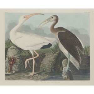 Reprodukcja White Ibis 1834, John James (after) Audubon