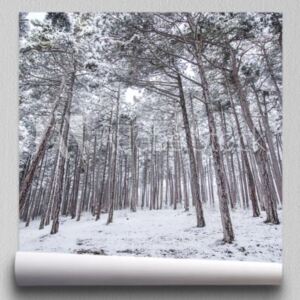 Fototapeta tło zimowego lasu