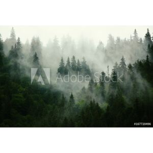 Fototapeta las we mgle jodły w stylu retro hipster
