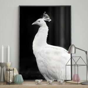 DecoKing - Plakat ścienny – Peacock 40x50 cm