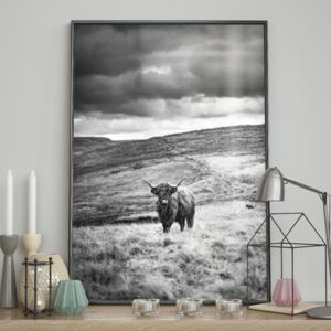 DecoKing - Plakat ścienny – Highland Cattle 40x50 cm