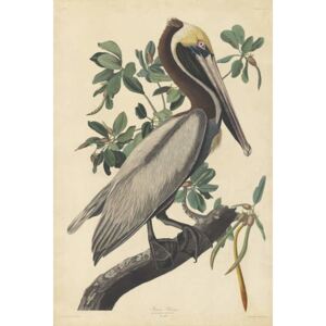 Reprodukcja Brown Pelican 1835, John James (after) Audubon