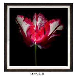 Obraz Beautiful Tulip II 70x70 DE-FA12118 MINDTHEGAP DE-FA12118 | SPRAWDŹ RABAT W KOSZYKU !