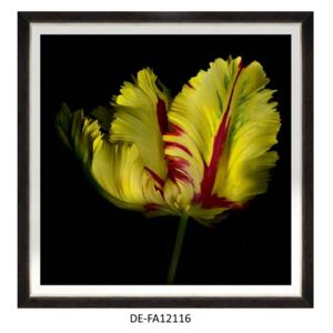 Obraz Beautiful Tulip I 70x70 DE-FA12116 MINDTHEGAP DE-FA12116 | SPRAWDŹ RABAT W KOSZYKU !
