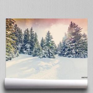 Fototapeta Zimowy krajobraz, ośnieżone drzewa w szwajcarskich Alpach, filtrowane