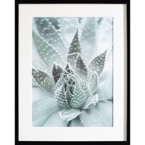 Obraz Succulents III 40x50cm