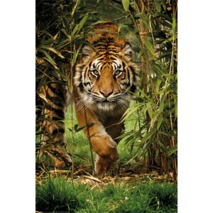 Plakat, Obraz Tygrys - Bamboo, (61 x 91,5 cm)