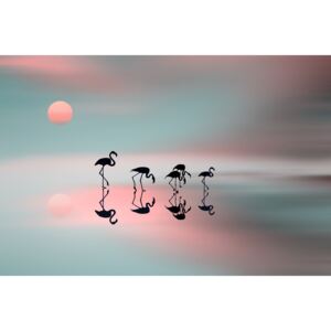Fotografia artystyczna Family flamingos, Natalia Baras