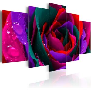 Obraz - Multicoloured rose OBRAZ NA PŁÓTNIE WŁOSKIM