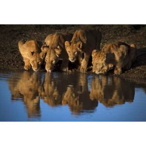 Fotografia artystyczna Lions of Mara, Mario Moreno