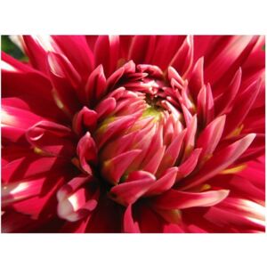 Fototapeta HD Płatki kwiatu dalii, 250x193 cm