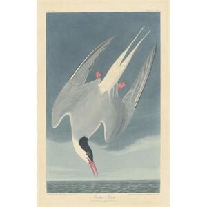Reprodukcja Arctic Tern 1835, John James (after) Audubon