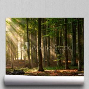 Fototapeta jesienne drzewa leśne natura zielone drewno słoneczne tła