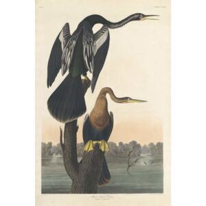 Reprodukcja Black-bellied Darter 1836, John James (after) Audubon
