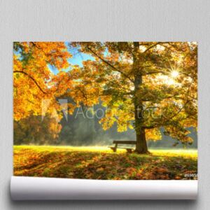 Fototapeta Piękny jesieni drzewo z spadać suchymi liśćmi