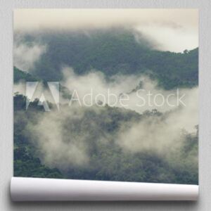 Fototapeta głęboki las tropikalny, drzewo z baldachimem i mgła