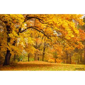 Fototapeta drzewa jesienią w parku