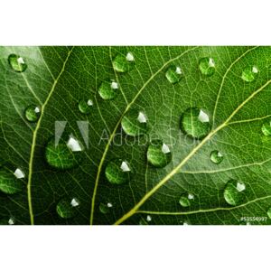 Fototapeta Zielony liść z kroplami wody