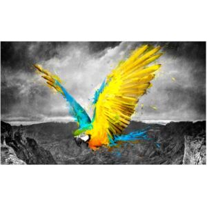 Fototapeta HD: Egzotyczna papuga, 450x270 cm