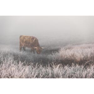 Fotografia artystyczna Highlander in White Grass, Jaap van den