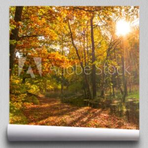 Fototapeta Las jesienią, krajobraz z zachodem słońca Słońce świeci przez drzewa