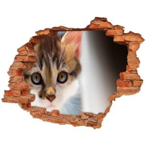 Dziura 3d fototapeta ścienna Naklejka Mały kot