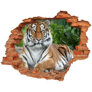 Dziura 3d fototapeta naklejka Tygrys syberyjski