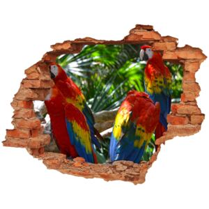 Dziura 3d fototapeta naklejka Papugi Ary