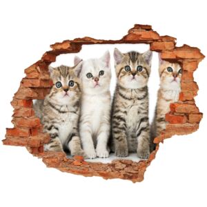 Dziura 3d fototapeta naklejka Małe koty