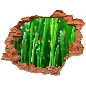 Samoprzylepna dziura Biedronki na trawie