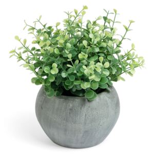 Roślina dekoracyjna Herbs Ø19x19 cm