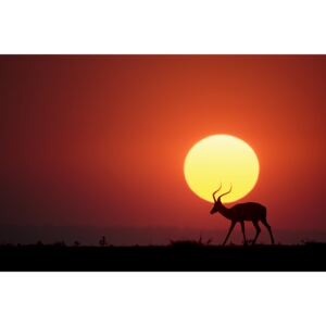 Fotografia artystyczna An African Sunset, Renee Doyle