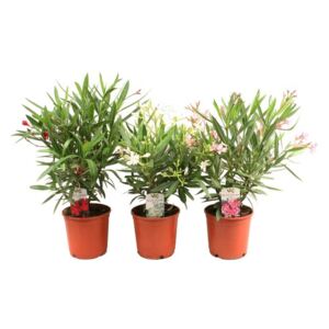 Nerium Oleander 40-50 cm