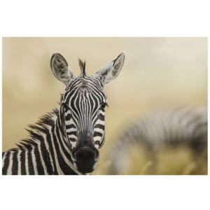Fototapeta, Zebra, 8 elementów, 368x248 cm