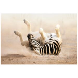 Fototapeta, Zebra, 8 elementów, 400x268 cm