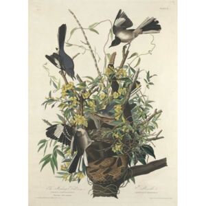 Reprodukcja The Mocking Bird 1827, John James (after) Audubon