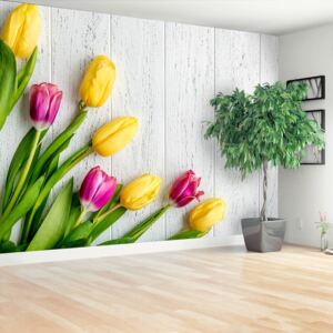 Fototapeta żółte tulipany