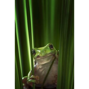 Fotografia artystyczna Green Frog, Ahmad Gafuri
