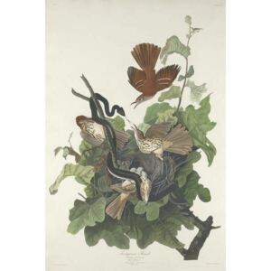 Reprodukcja Ferruginous Thrush 1831, John James (after) Audubon