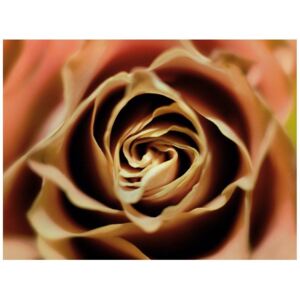 Fototapeta, Róza herbaciana, 2 elementy, 200x150 cm
