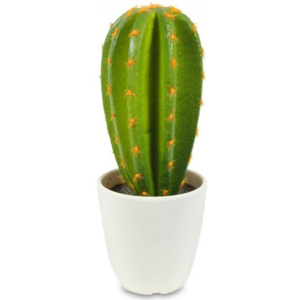 Ozdobny kaktus zielony