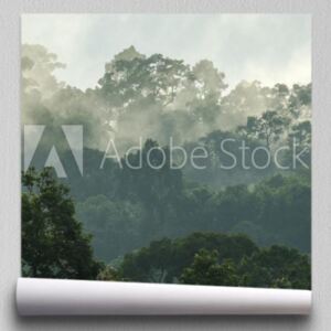 Fototapeta głęboki las tropikalny, drzewo z baldachimem i mgła