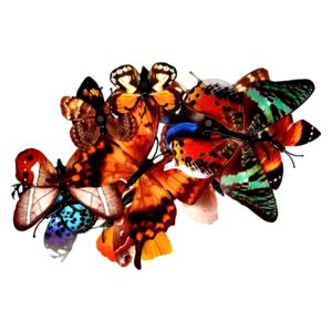 Naklejki na ścianę Motyle 3D Brązowe WS-0343