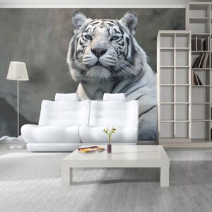Fototapeta Biały tygrys - Tygrys bengalski w zoo