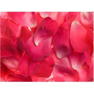 Fototapeta HD: Różowe płatki róż, 200x154 cm