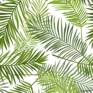 Fototapeta Tropikalna palma w kolorze lielonym