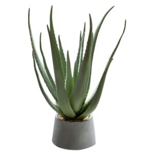 Roślina dekoracyjna Aloe Pot 26x36 cm