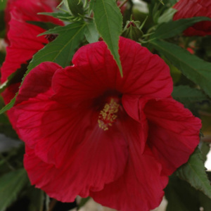 Hibiscus ogrodowy donica