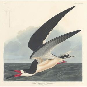 Reprodukcja Black Skimmer 1836, John James (after) Audubon