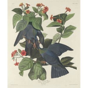 Reprodukcja White-crowned Pigeon 1833, John James (after) Audubon